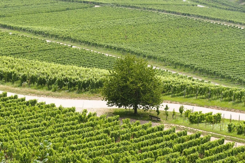 Coastal Vineyard Wedding