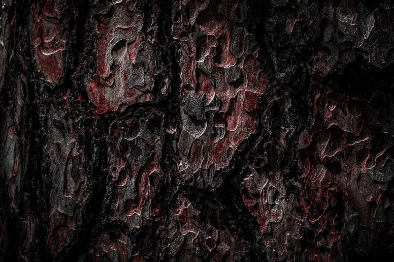 Wood Logs in Forest